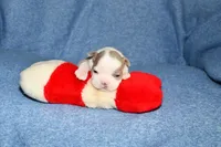 Ryan, a male Boston Terrier for sale in Hominy, OK – 1 of 10