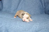 Ryan, a male Boston Terrier for sale in Hominy, OK – 4 of 10