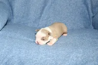 Ryan, a male Boston Terrier for sale in Hominy, OK – 2 of 10