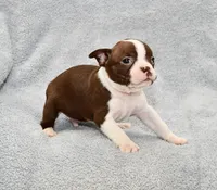Charlie, a male Boston Terrier for sale in Hominy, OK – 2 of 10