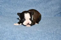 Molly, a female Boston Terrier for sale in Hominy, OK – 2 of 10