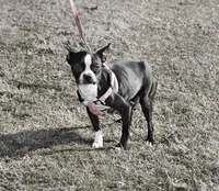 Sally, a female Boston Terrier for sale in Hominy, OK – 10 of 10