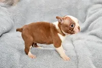 Haley, a female Boston Terrier for sale in Hominy, OK – 8 of 10