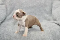 Ryan, a male Boston Terrier for sale in Hominy, OK – 3 of 10
