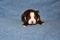 Sally, a female Boston Terrier for sale in Hominy, OK – 3 of 10