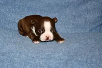 Sally, a female Boston Terrier for sale in Hominy, OK – 6 of 10