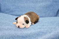 Walter, a male Boston Terrier for sale in Hominy, OK – 6 of 10