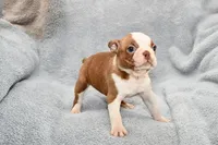 Haley, a female Boston Terrier for sale in Hominy, OK – 3 of 10