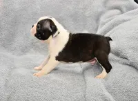 Walt, a male Boston Terrier for sale in Hominy, OK – 4 of 10