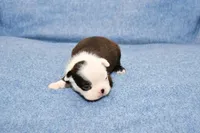 Charle, a male Boston Terrier for sale in Hominy, OK – 5 of 10