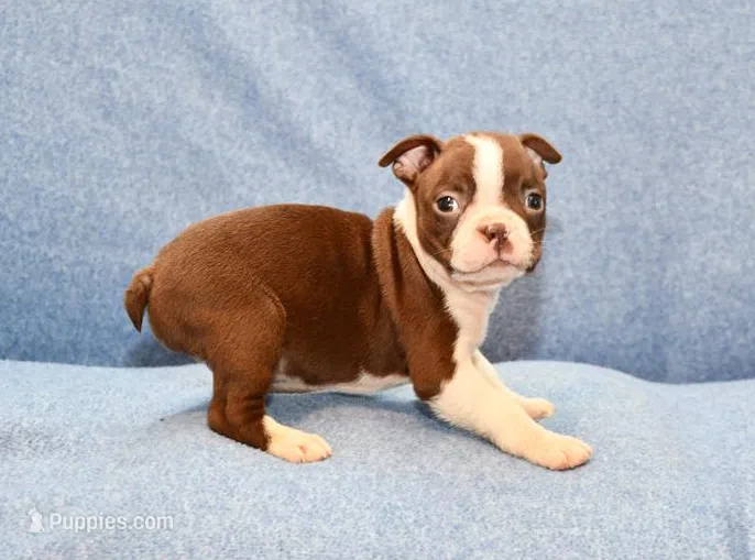 Charlie  – Boston Terrier puppy for sale in Hominy, OK