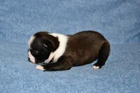 Molly, a female Boston Terrier for sale in Hominy, OK – 3 of 10
