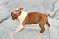 Haley, a female Boston Terrier for sale in Hominy, OK – 5 of 10