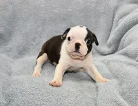 Walt, a male Boston Terrier for sale in Hominy, OK – 2 of 10