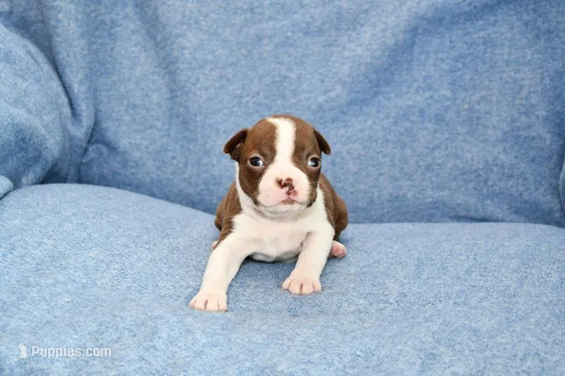 Charlie – Boston Terrier puppy for sale in Hominy, OK