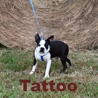 Sally On  Hold, a female Boston Terrier for sale in Hominy, OK – Photo 9 of 10