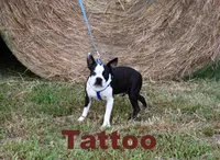 Sally, a female Boston Terrier for sale in Hominy, OK – Photo 9 of 10