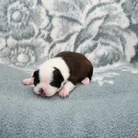 Sally On  Hold, a female Boston Terrier for sale in Hominy, OK – Photo 2 of 10