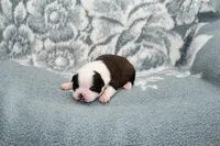 Sally, a female Boston Terrier for sale in Hominy, OK – Photo 2 of 10