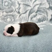 Sally On  Hold, a female Boston Terrier for sale in Hominy, OK – Photo 8 of 10