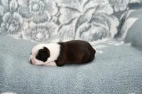 Sally, a female Boston Terrier for sale in Hominy, OK – Photo 8 of 10