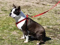 Sally, a female Boston Terrier for sale in Hominy, OK – Photo 10 of 10
