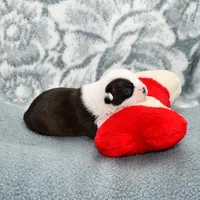 Sally On  Hold, a female Boston Terrier for sale in Hominy, OK – Photo 4 of 10