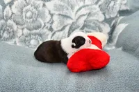 Sally, a female Boston Terrier for sale in Hominy, OK – Photo 4 of 10