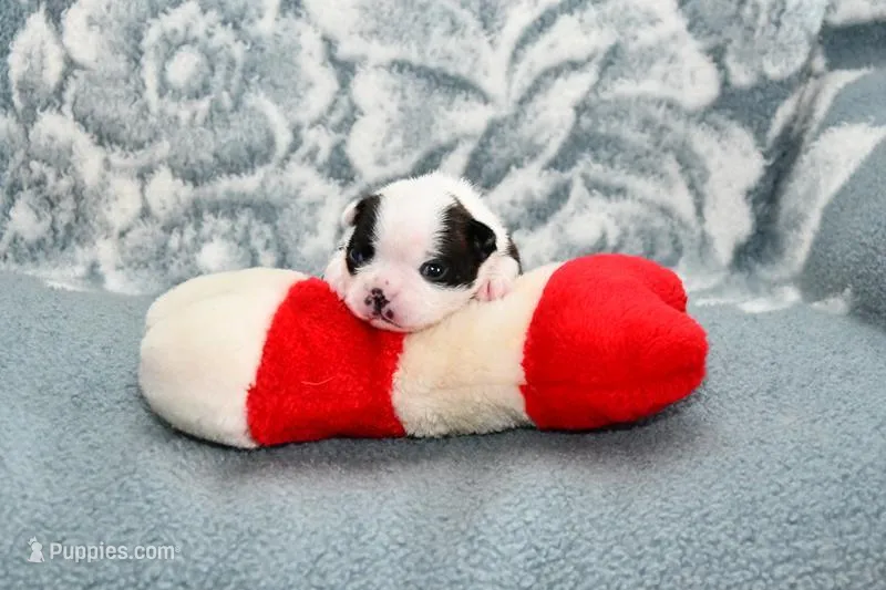 Sally, a female Boston Terrier for sale in Hominy, OK – Photo 1 of 10