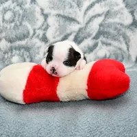 Sally On  Hold, a female Boston Terrier for sale in Hominy, OK – Photo 1 of 10