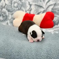 Sally On  Hold, a female Boston Terrier for sale in Hominy, OK – Photo 3 of 10