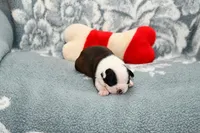 Sally, a female Boston Terrier for sale in Hominy, OK – Photo 3 of 10