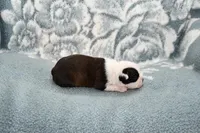 Sally, a female Boston Terrier for sale in Hominy, OK – Photo 7 of 10