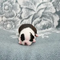 Sally On  Hold, a female Boston Terrier for sale in Hominy, OK – Photo 6 of 10