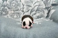 Sally, a female Boston Terrier for sale in Hominy, OK – Photo 6 of 10