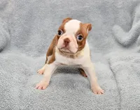 Haley, a female Boston Terrier for sale in Hominy, OK – 4 of 10