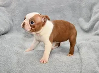 Haley, a female Boston Terrier for sale in Hominy, OK – 6 of 10