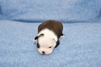 Charle, a male Boston Terrier for sale in Hominy, OK – 4 of 10