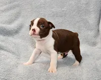 Charlie, a male Boston Terrier for sale in Hominy, OK – 3 of 10