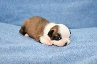 Walter, a male Boston Terrier for sale in Hominy, OK – 3 of 10
