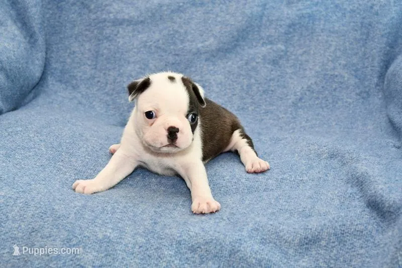 Walt – Boston Terrier puppy for sale in Hominy, OK