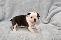 Walt, a male Boston Terrier for sale in Hominy, OK – 8 of 10