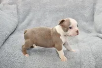 Ryan, a male Boston Terrier for sale in Hominy, OK – 8 of 10