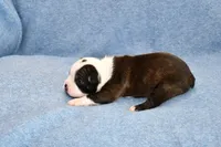 Tater, a male Boston Terrier for sale in Hominy, OK – Photo 5 of 9