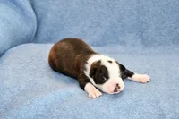 Tater, a male Boston Terrier for sale in Hominy, OK – Photo 3 of 9