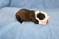 Tater, a male Boston Terrier for sale in Hominy, OK – Photo 4 of 9