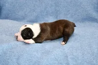 Tater, a male Boston Terrier for sale in Hominy, OK – Photo 7 of 9