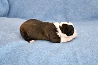 Tater, a male Boston Terrier for sale in Hominy, OK – Photo 6 of 9