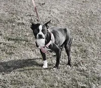 Tater, a male Boston Terrier for sale in Hominy, OK – Photo 9 of 9