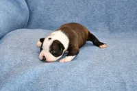 Tater, a male Boston Terrier for sale in Hominy, OK – Photo 2 of 9